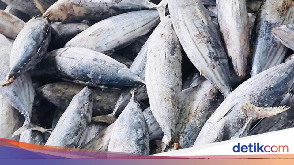 Mendorong Ekspor Perikanan Nasional Melalui Ekspansi Pasar Global dan Pengelolaan Laut Berkelanjutan