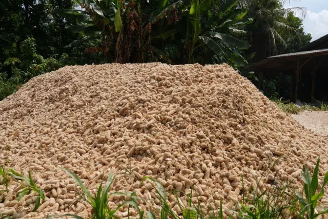 Dorong Substitusi Batu Bara, Biomassa Berbasis Residu Industri Diakselerasi untuk PLTU
