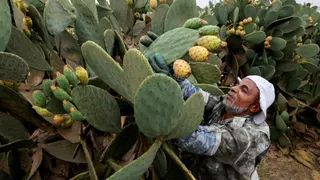 Petani Mesir Budidayakan Kaktus untuk Hadapi Krisis Air
