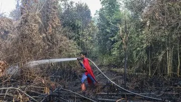 Aksi Remaja Berkostum Superman Ikut Padamkan Kebakaran Lahan Gambut di Palangkaraya