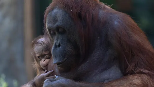 Antisipasi Puncak Kemarau, Kemenhut Translokasi 3 Orangutan di Kalbar