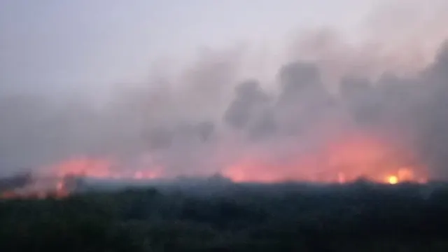 Kebakaran Lahan di Jambi Meluas, 13,2 Hektare Kawasan Taman Nasional Berbak Terbakar