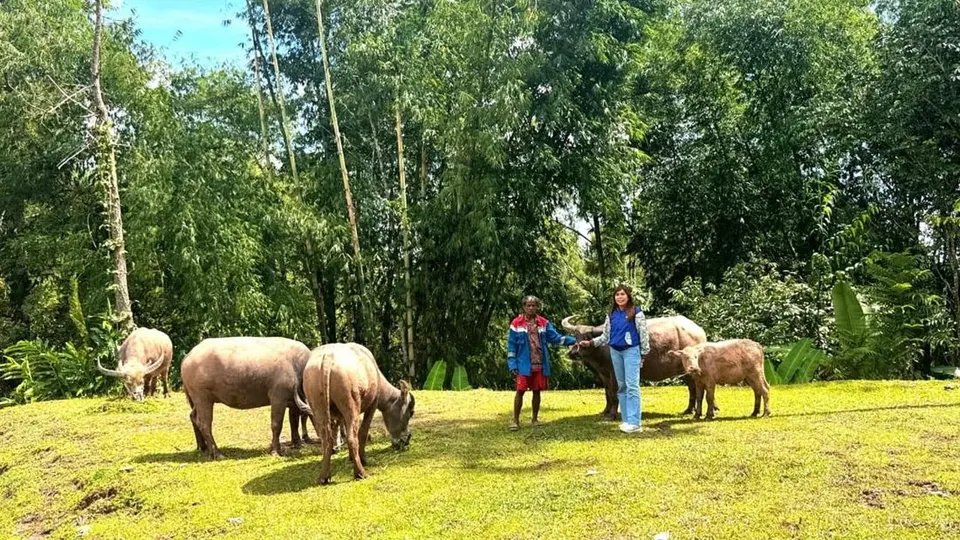 Perjuangan Elce Menembus Pelosok Toraja demi Kemandirian Finansial Warga
