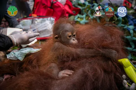 Tiga Orang Utan Dievakuasi dari Kebun Warga di Ketapang akibat Karhutla