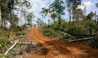 Kementerian Kehutanan Jerat PT GTP dalam Kasus Perambahan Hutan Lindung di Batam