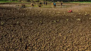 Kekeringan dan Kebakaran Hutan Melanda Sejumlah Wilayah Akibat Dampak El Nino