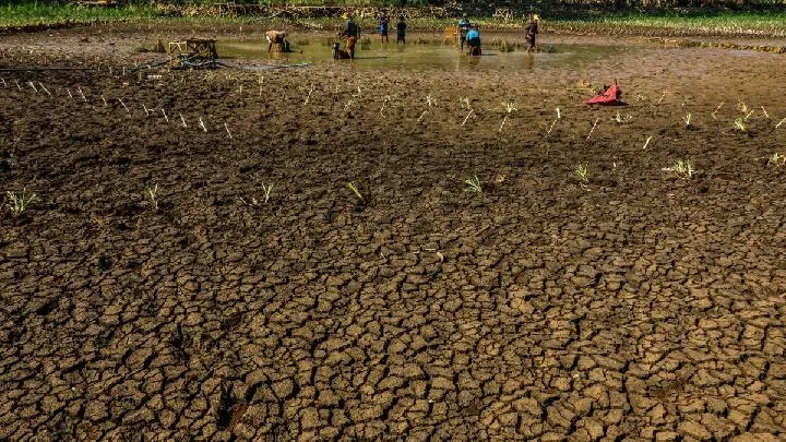 Kekeringan dan Kebakaran Hutan Melanda Sejumlah Wilayah Akibat Dampak El Nino