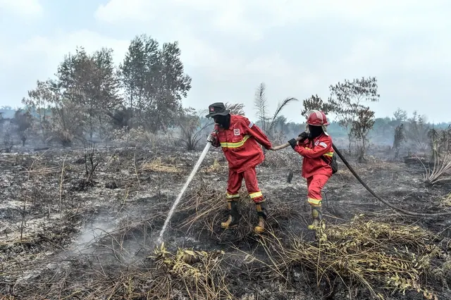 Petugas Manggala Agni Padamkan Kebakaran Lahan Gambut di Tanjung Jabung Timur