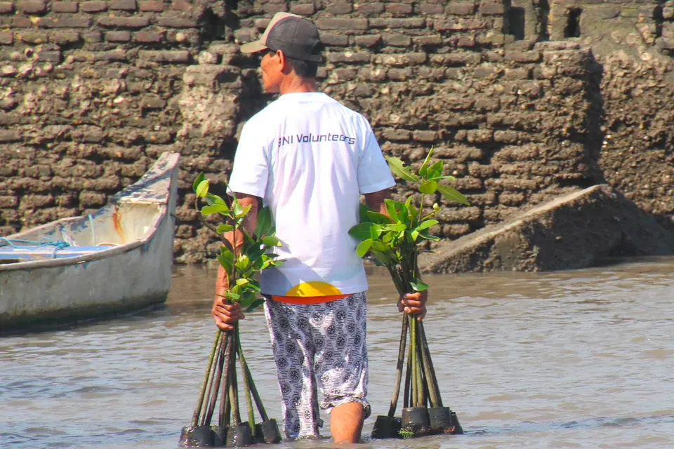 Dari Bibit Mangrove ke Geliat Ekonomi, BNI Sambut Hari Mangrove dengan Aksi Nyata di Pesisir