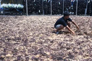 Menanti Terik di Ladang Jemur Rumput Laut Nunukan