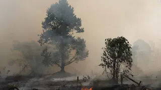 Kondisi Kebakaran Hutan Papua Barat, 5 Titik Api Masih Menyala
