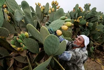 Di Balik Duri Tajam, Ladang Pengharapan di Tanah Panas Mesir