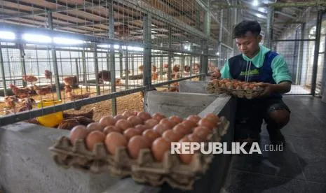 KPPG Semarang Selidiki Dugaan SPPG Beli Ayam dan Telur di Bawah HAP
