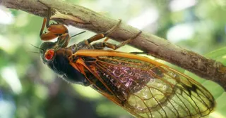 Kemunculan Serentak Dua Kelompok Cicada di Amerika Serikat, Fenomena Langka Sejak 1803