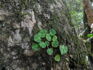Penemuan Begonia Hattae dan Kembalinya Tiga Spesies Langka di Hutan Sumatera Barat