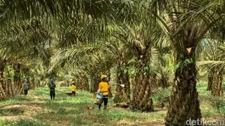 Meniti Jalan Tengah Industri Sawit Berkelanjutan dari Pangkalan Bun