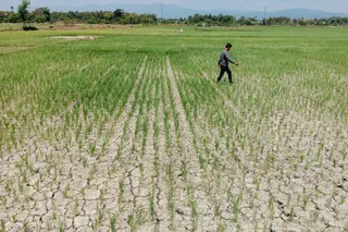 Kekeringan Melanda Kabupaten Bekasi, 2.592 Hektare Lahan Pertanian Terdampak Krisis Air
