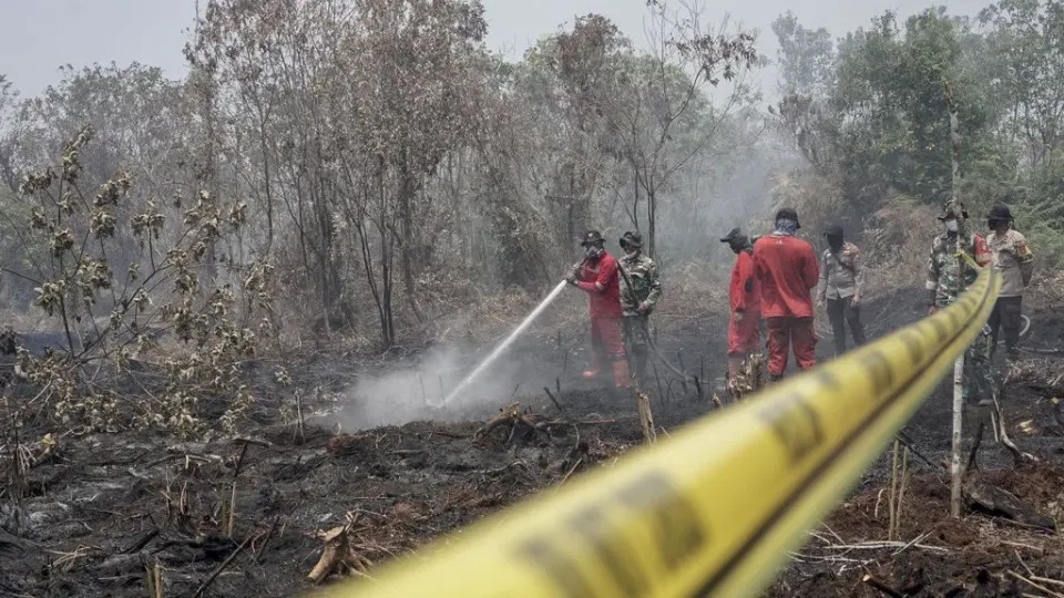 Prabowo Usulkan Tepung Ubi Padamkan Karhutla, Riset Ingatkan Risiko Terbakar