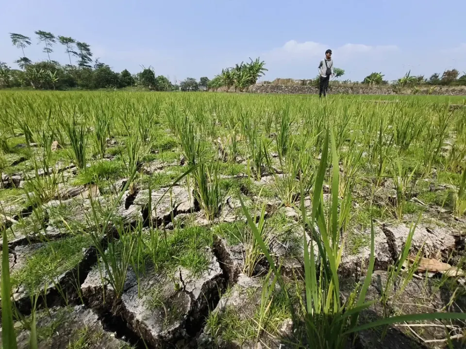 Krisis Air dan Gagal Panen Bayangi Petani Gedebage pada Kemarau 2026