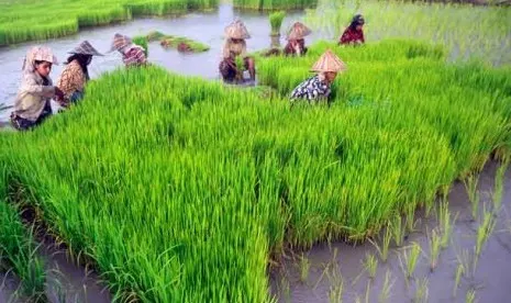 Kementerian Pertanian Terbitkan 889 Sertifikat Hak PVT Hingga Agustus 2026