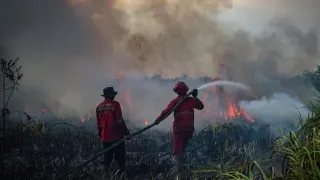 Kebakaran Hutan dan Lahan Berulang, Bahaya Jangka Panjang Mengintai