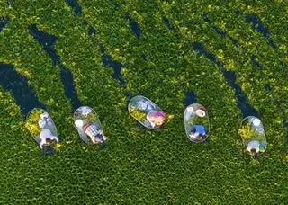 Tradisi Panen Kacang Air Menggunakan Perahu Kayu di Taizhou