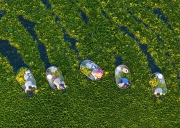 Tradisi Panen Kacang Air Menggunakan Perahu Kayu di Taizhou