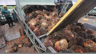 Indonesia Perjuangkan Pembebasan Tarif Sawit di Pasar Amerika Serikat