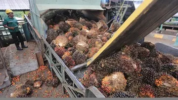Indonesia Perjuangkan Pembebasan Tarif Sawit di Pasar Amerika Serikat