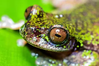 Penemuan Katak Kopi Spesies Baru di Kosta Rika dan Tantangan Kelestariannya