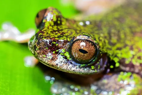 Penemuan Katak Kopi Spesies Baru di Kosta Rika dan Tantangan Kelestariannya