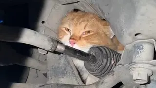 Taktik Unik Petugas Damkar Bantul Evakuasi Kucing Oyen yang Terjebak di Kap Mobil