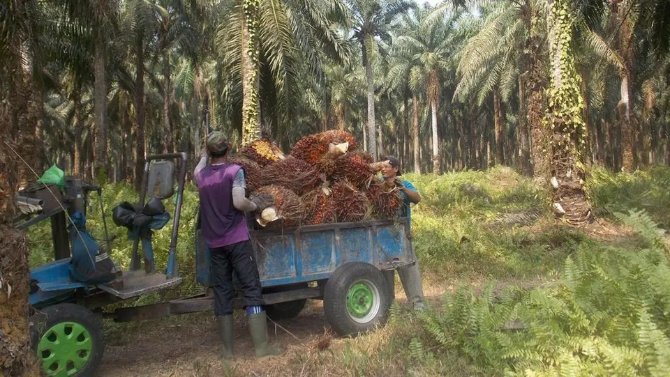 Krisis Bahan Bakar Mengancam Produktivitas Kelapa Sawit di Sumatra dan Kalimantan