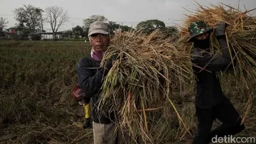 Prabowo Kebut Swasembada Pangan, Siapkan Rp 195 T di 2027
