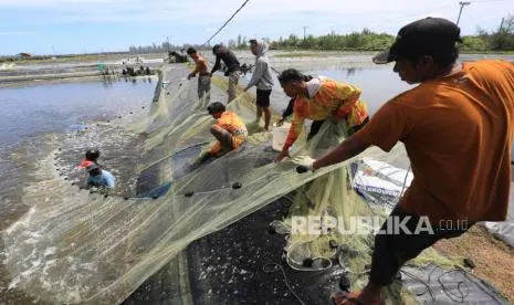 Jejaring Lumpur yang Kembali Jadi Lumbung, Tambak Aceh Menggeliat Lagi