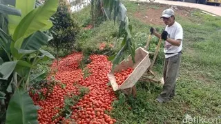 Harga Tomat Anjlok, Bapanas Minta Pemerintah Daerah Gelar Aksi Bela Beli
