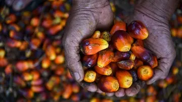 Harga Referensi CPO Agustus 2026 Turun Akibat Lesunya Permintaan Global
