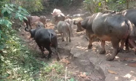Teknologi Inseminasi Buatan Pacu Populasi Kerbau di Lebak