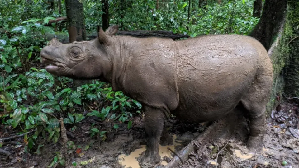 Dua Jantung Terakhir di Rimba Borneo dan Harapan dari Laboratorium