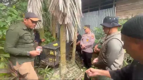 Monyet Liar yang Melukai Belasan Warga Tembilahan Akhirnya Berhasil Ditangkap