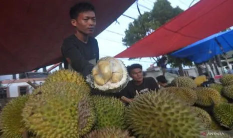 Jalan Terjal di Balik Manisnya Durian Cawang Kidau