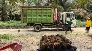Menjawab Tantangan Industri Sawit Berkelanjutan Lewat Ramuan Bibit Super