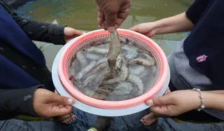 Fenomena Udang Naik ke Daratan di Kalimantan Selatan, Ini Penjelasan Ilmiahnya