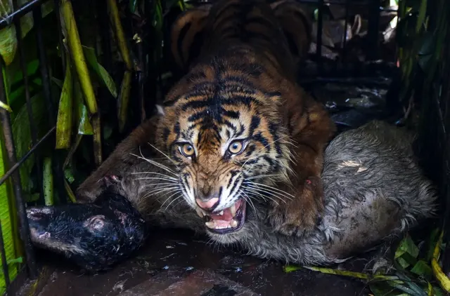 Habitat Harimau Sumatera di Riau Terancam Kebakaran Hutan
