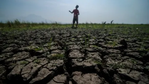 Ketika El Nino Menjadi Ujian Ketahanan Pangan Indonesia